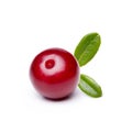 Cowberry (foxberry,lingonberry)