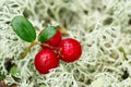 Cowberry (foxberry,lingonberry)