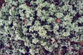 Cowberry with frost crystals, top view. winter background