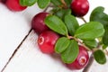 Cowberry with green leaves