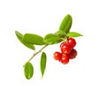 Cowberry isolated. Organic berries on white background