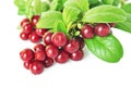 Cowberry Royalty Free Stock Photo