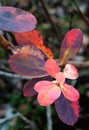 Cowberry leaves