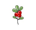 Cowberry, lingonberry, cranberry and foxberry, berries, vector design and illustration. Food and meal, nature, agriculture and far