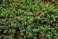 Cowberry or lingonberry (Vaccinium vitis-idaea ) Royalty Free Stock Photo