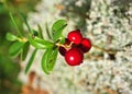 Cowberry or lingonberry (Vaccinium vitis-idaea )