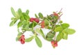 Cowberry Lingonberry (Vaccinium vitis-idaea) isolated on white b Royalty Free Stock Photo