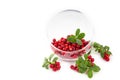 Cowberry Lingonberry Vaccinium vitis-idaea isolated on white background Royalty Free Stock Photo