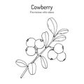 Cowberry Vaccinium vitis-idaea , edible and medicinal plant