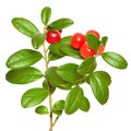 Cowberry (Vaccinium vitis idaea) plant Royalty Free Stock Photo