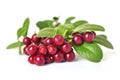 Cowberry Royalty Free Stock Photo