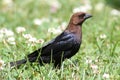 Cowbird Royalty Free Stock Photo