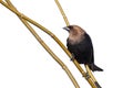 Cowbird looks left while Perched on a branch