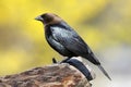Cowbird On A Perch Royalty Free Stock Photo
