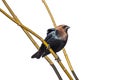 Cowbird Perched on a branch