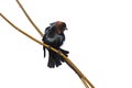 Cowbird stretches while Perched on a branch