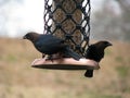 Cowbirds Royalty Free Stock Photo