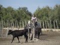 Cowboy in Aigues Mortes, France Royalty Free Stock Photo