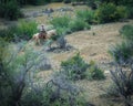 Cowboy in arizona desert