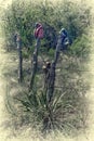 Cowboy Boots on Barbed Wire Fence Post Royalty Free Stock Photo