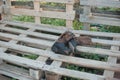 Cowboy boots on a ranch. Wood pallets. Farm Royalty Free Stock Photo