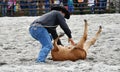 Cowboy bringing down a calf