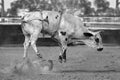 Cowboy Bucked Off Bucking Bull