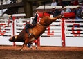Cowboy Bullriding at the Rodeo Royalty Free Stock Photo