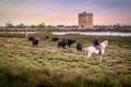 Landscape with bulls and guardians in Camargue Royalty Free Stock Photo