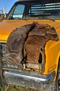 Cowboy chaps laying on pickup hood