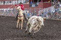 Cowboy chases wild bull.