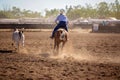 Cowboy Herding A Calf In Campdraft Rodeo Event