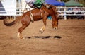 Cowboy Rides Bucking Rodeo Horse
