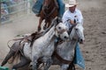 Cowboy with dappled gray horses at rodeo Royalty Free Stock Photo