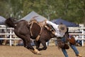 Cowboy Bucked Off Wild Horse