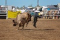 Cowboy Falls Off Bull During Rodeo Competition Royalty Free Stock Photo