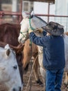 Cowboy Haltering Horse