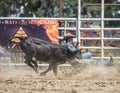 Cowboy has his Steer Royalty Free Stock Photo