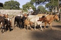 Cowboy Herding Cattle Royalty Free Stock Photo