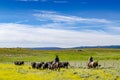 Cowboy herding cattle Royalty Free Stock Photo