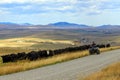 Cowboy Herding Cattle Lundbreck Alberta