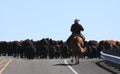 Cowboy Herding Cows on Horesback Royalty Free Stock Photo