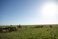 Cowboy herding a herd of black beef cattle Royalty Free Stock Photo