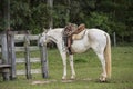 Cowboy horse ready for work Royalty Free Stock Photo