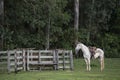 Cowboy horse ready for work Royalty Free Stock Photo