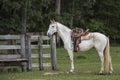 Cowboy horse ready for work Royalty Free Stock Photo