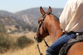 Cowboy on a horse. Royalty Free Stock Photo