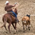 Cowboy roping a calf