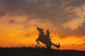 A cowboy on a horse springing up and a riding horse silhouetted against the sunset Royalty Free Stock Photo