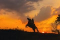 A cowboy on a horse springing up and a riding horse silhouetted against the sunset Royalty Free Stock Photo